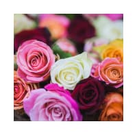 Roses (Complementary Color)
